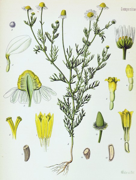 Matricaria recutita - Köhler–s Medizinal-Pflanzen-091