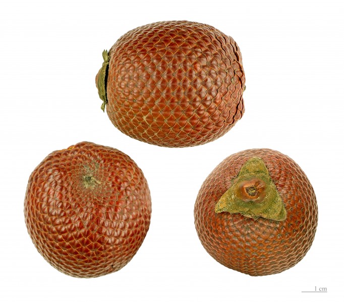 Mauritia flexuosa MHNT.BOT.2005.0.974