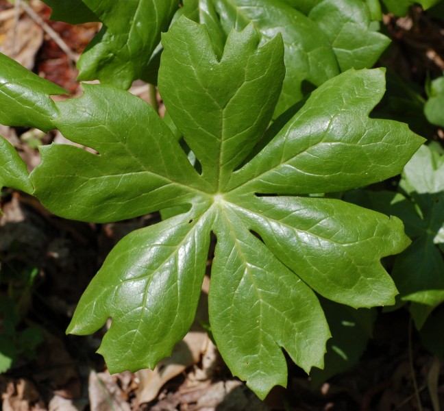Mayapple Podophylum peltatum Leaf 2150px