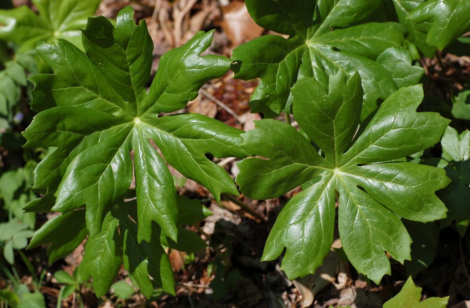Mayapple Podophylum peltatum Leaves 2900px