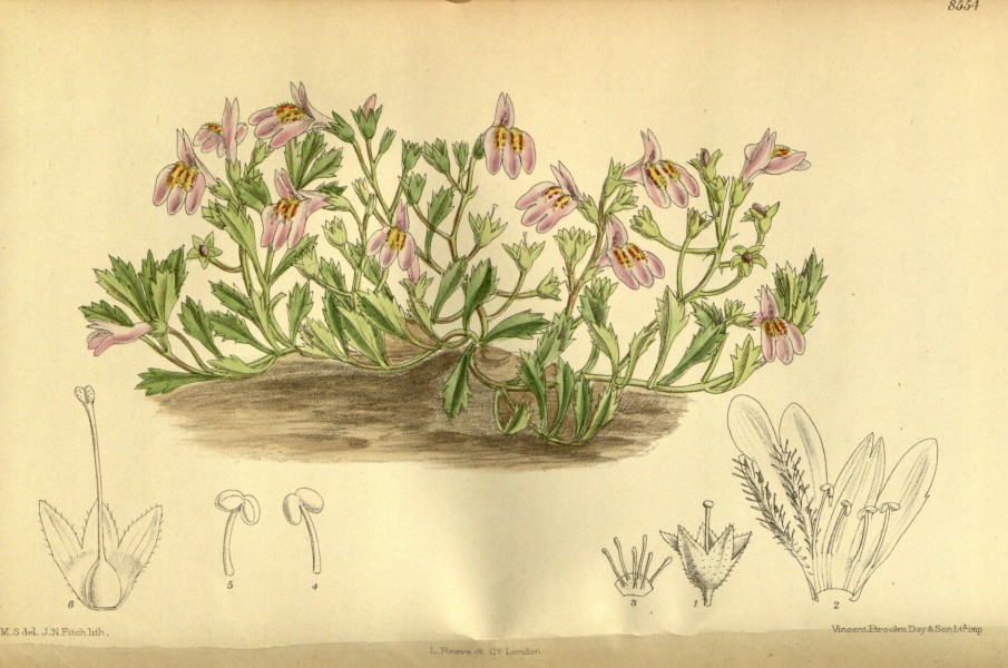 Mazus reptans 140-8554