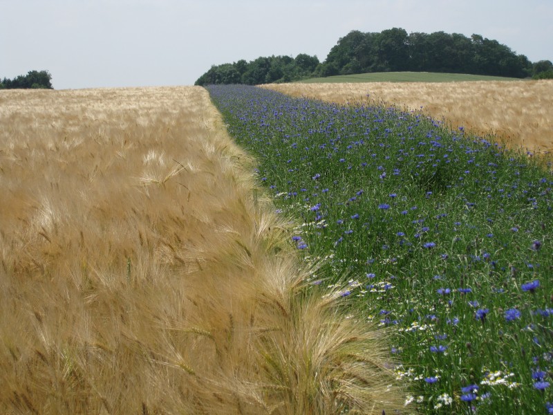 Mechtenberg2009
