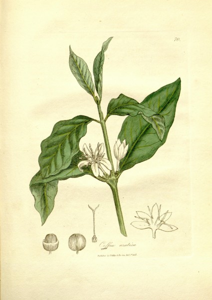 Medical botany (Plate 70) BHL9178117
