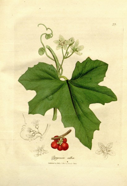 Medical botany (Plate 73) BHL9178132