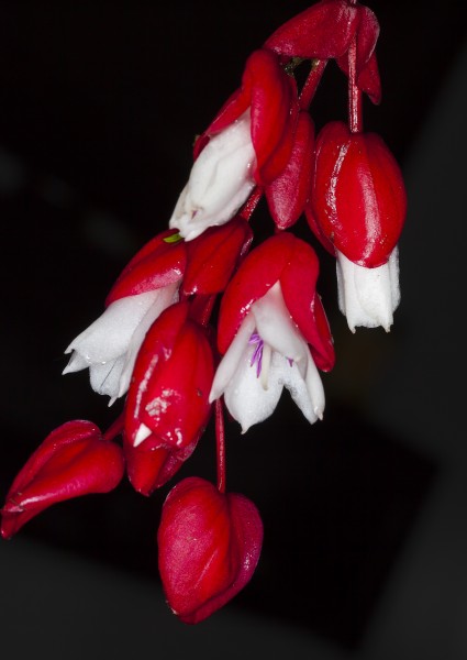Medinilla waterhousei (Tagimoucia flower) (32015682415)
