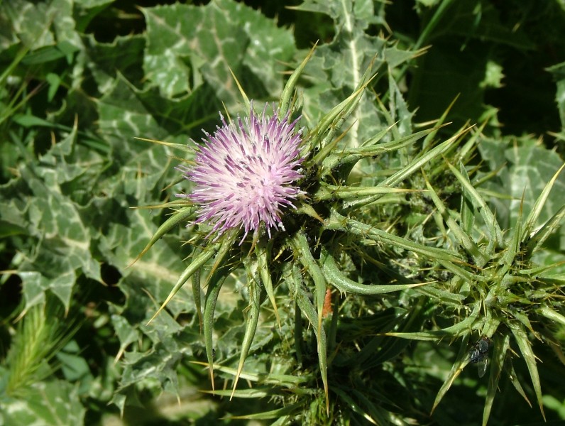 Mediterranean Milk Thistle 02