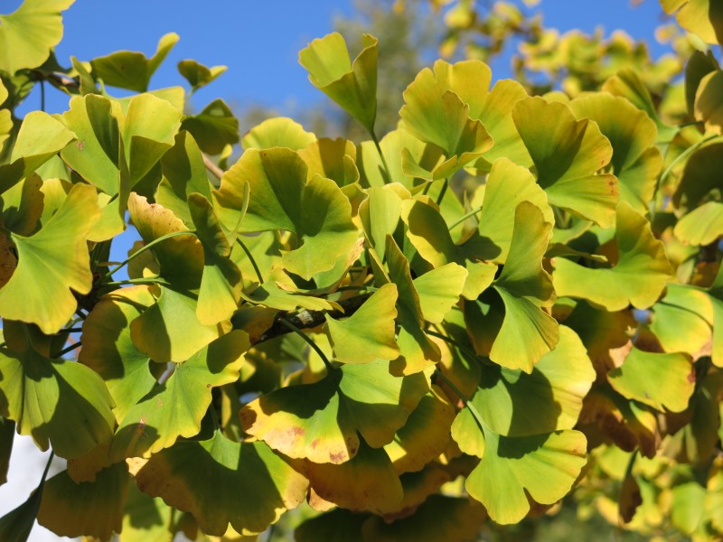 Medium ginkgo of the parc de l'Aulnaye 2