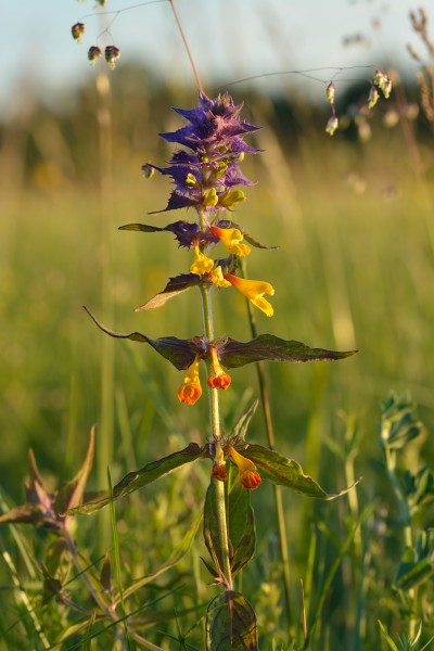 Melampyrum nemorosum - harilik härghein