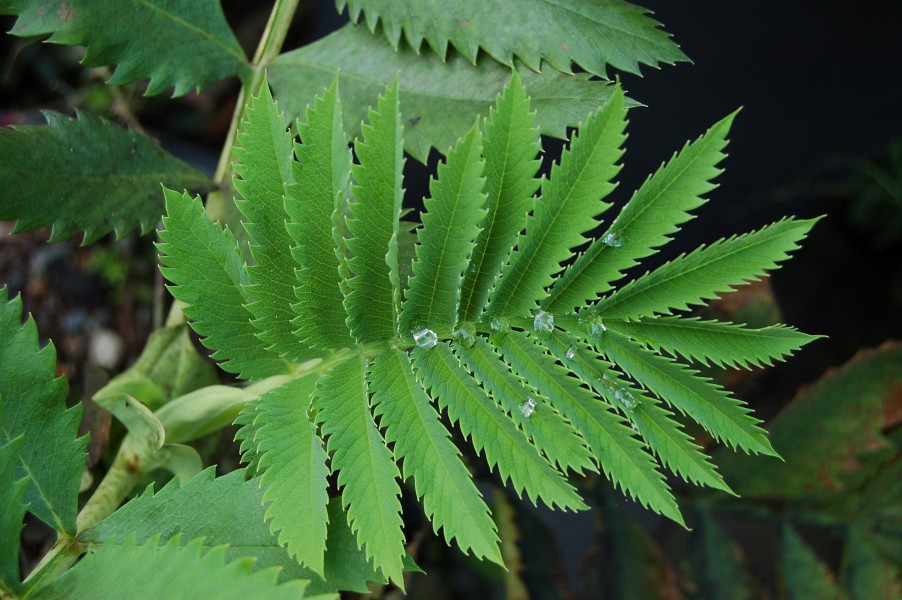Melianthus major Leaf Top 3008px