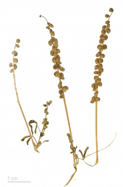 Melilotus indicus MHNT.BOT.2011.3.80