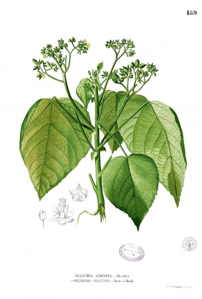 Melochia arborea Blanco1.189
