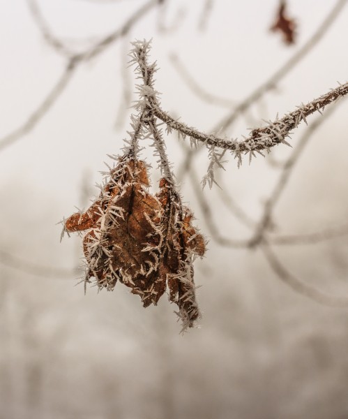 Met rijp bedekt eikenblad (Quercus) 01