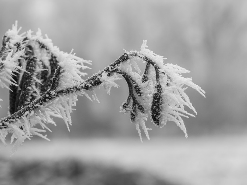 Met rijp bedekte katjes van een els (Alnus) 03