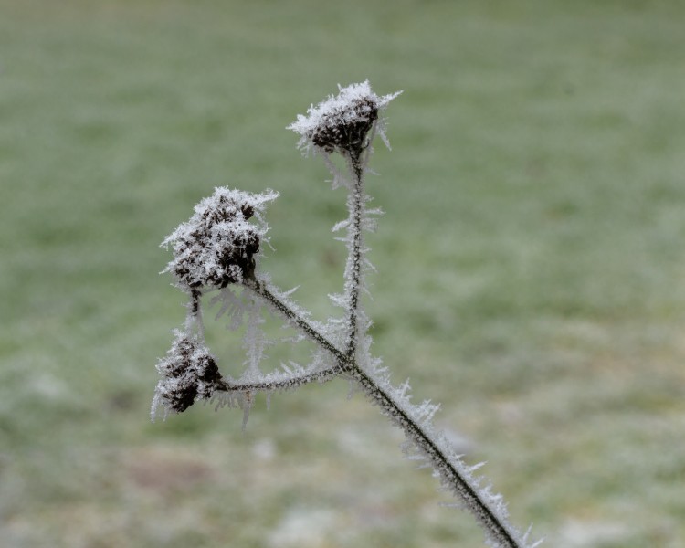 Met rijp bedekte zaden van een Verbena bonariensis