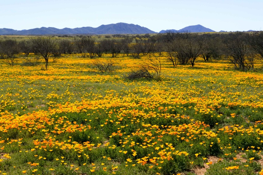 Mexican poppy field