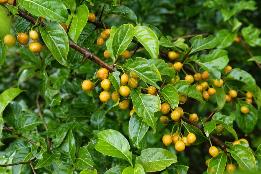 Meyna laxiflora 7350