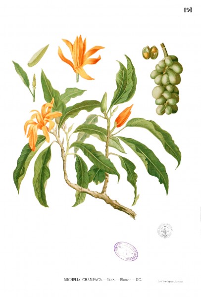 Michelia champaca Blanco1.191
