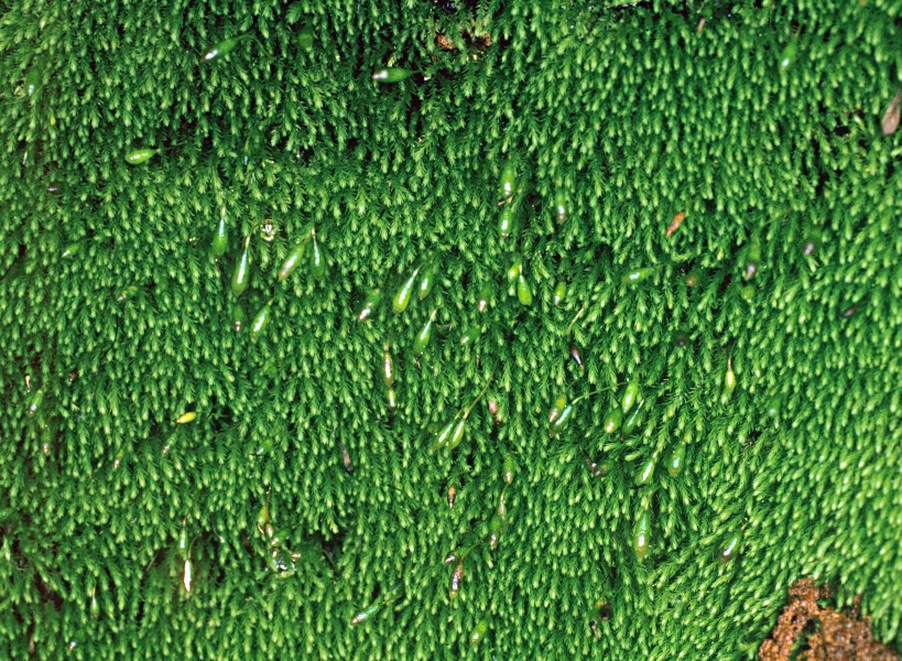 Mielichhoferia elongata (Mielichhofer's copper moss) (7149139429)