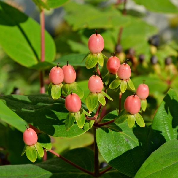 Millepertuis androsème fruits2 FR 2014