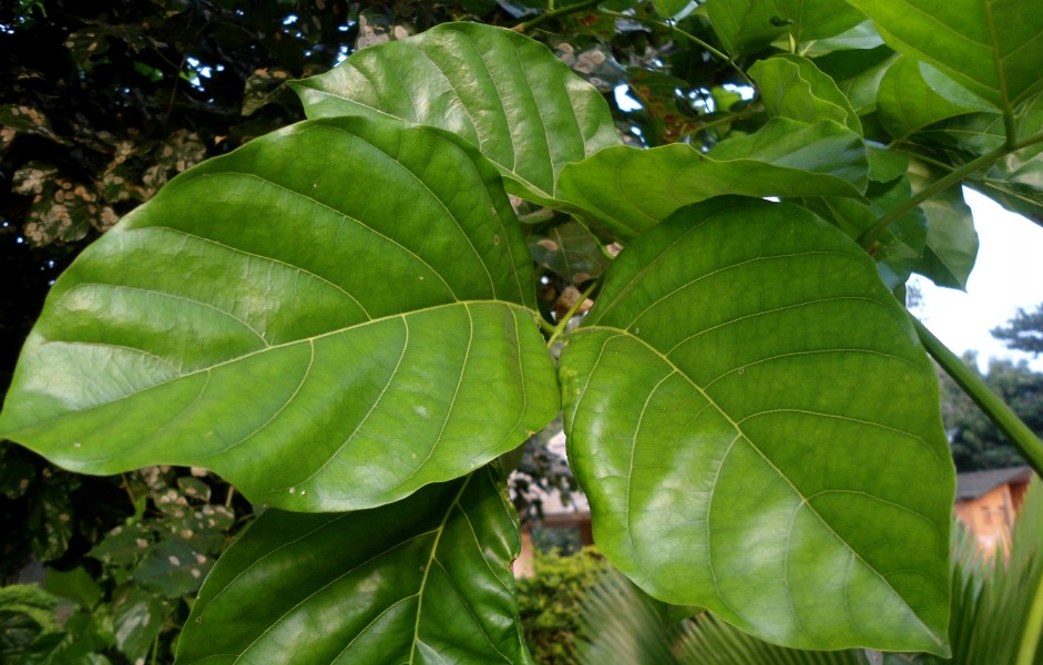 Milletia pinnata leaves at Shilparamam jaatara