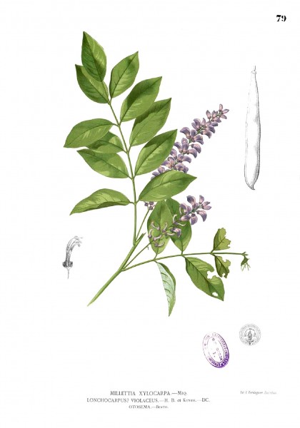 Millettia xylocarpa Blanco1.79