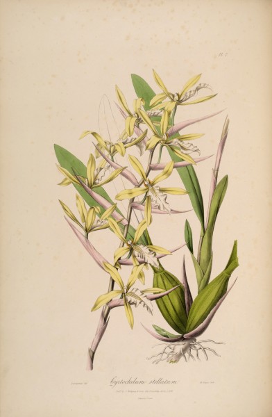 Miltonia flavescens (as Cyrtochilum stellatum) - Sertum - Lindley pl. 7 (1838)