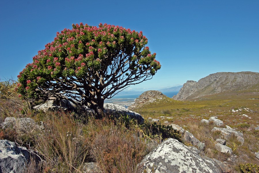 Mimetes fimbriifolius 20D 5124