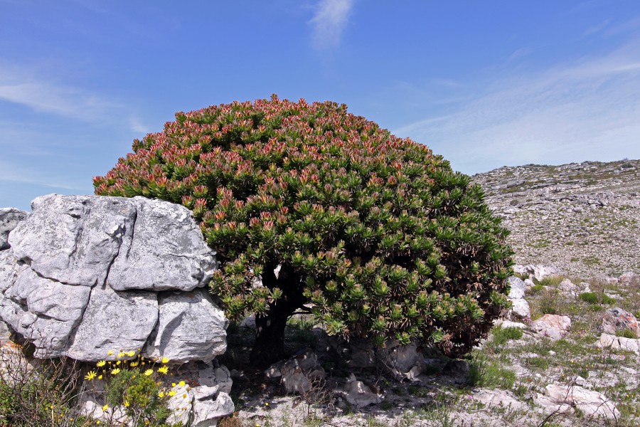 Mimetes fimbriifolius 50D 2547