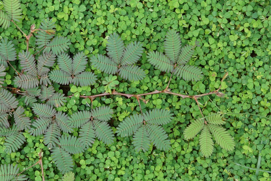 Mimosa pudica 00277