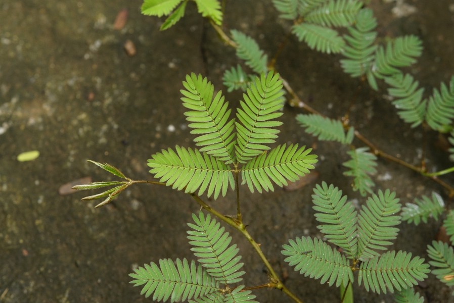 Mimosa pudica 6913
