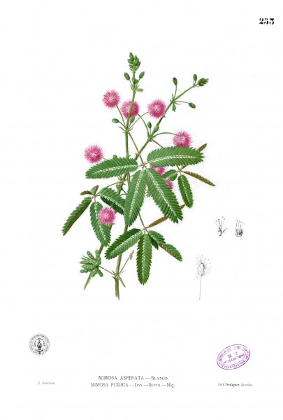 Mimosa pudica Blanco2.253