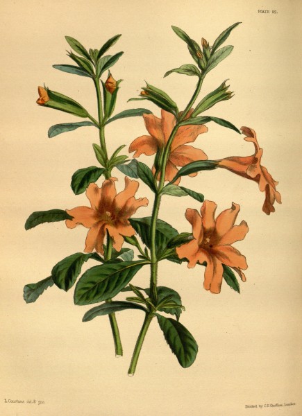 Mimulus aurantiacus cv Pxton 092