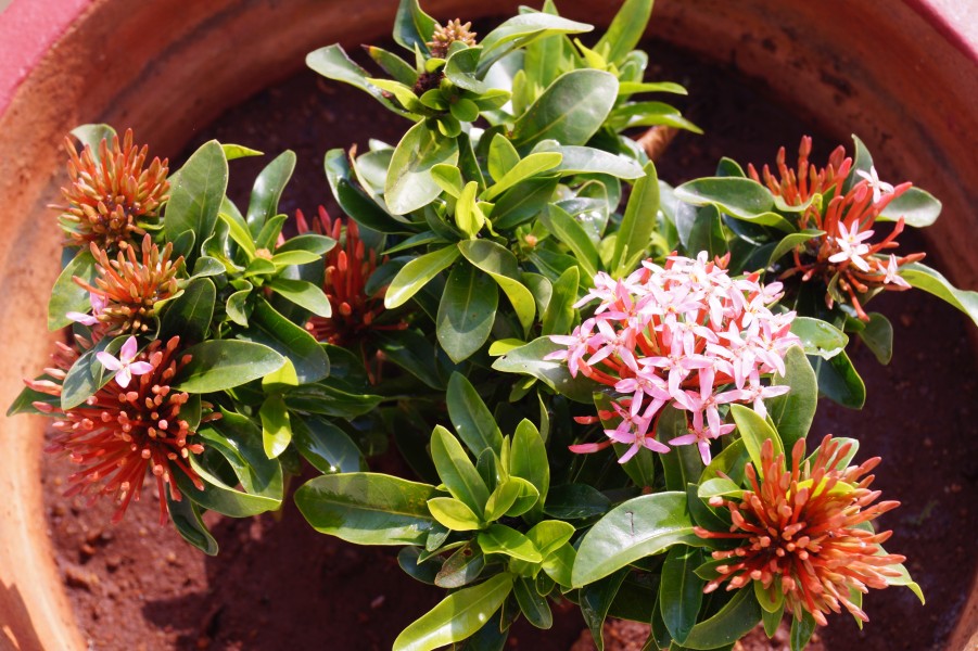 Mini Ixora
