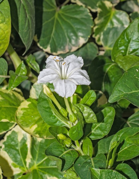 Mirabilis jalapa 06072014 (1)