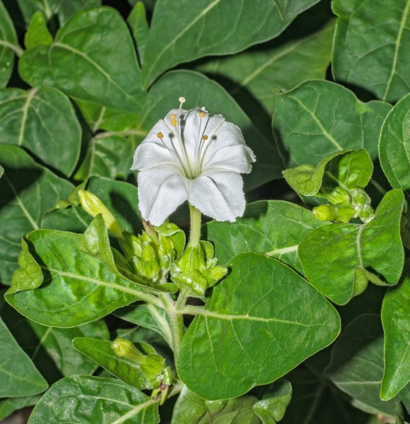 Mirabilis jalapa 06072014 (2)