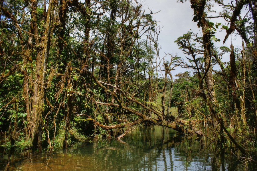 Miramar, Puntarenas, Costa Rica 110