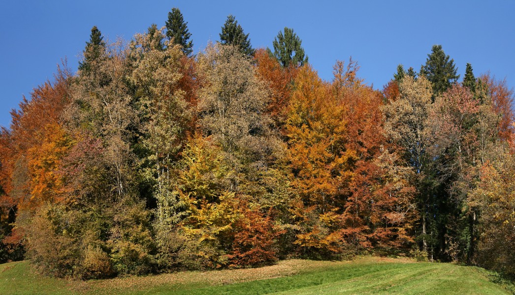 Mischwald Herbst