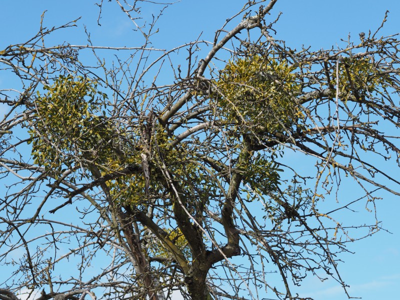 Mistletoe-apple-tree