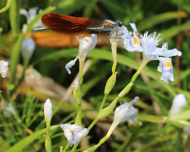 Mnais costalis male on Iris japonica