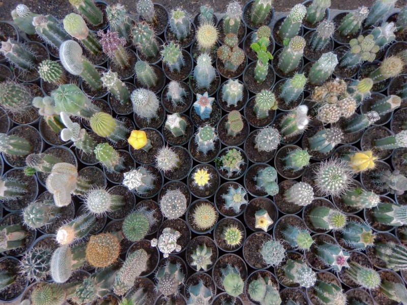 Mobarakabad, Qom-Cactaceae in Iran گلخانه کاکتوس، روستای مبارک آباد قم 03