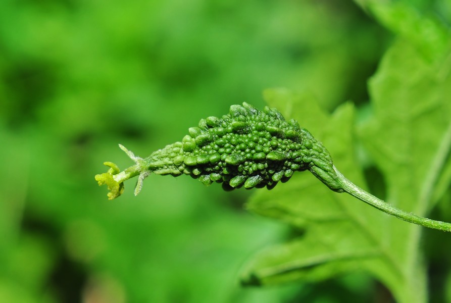 Momordica charantia 01052014