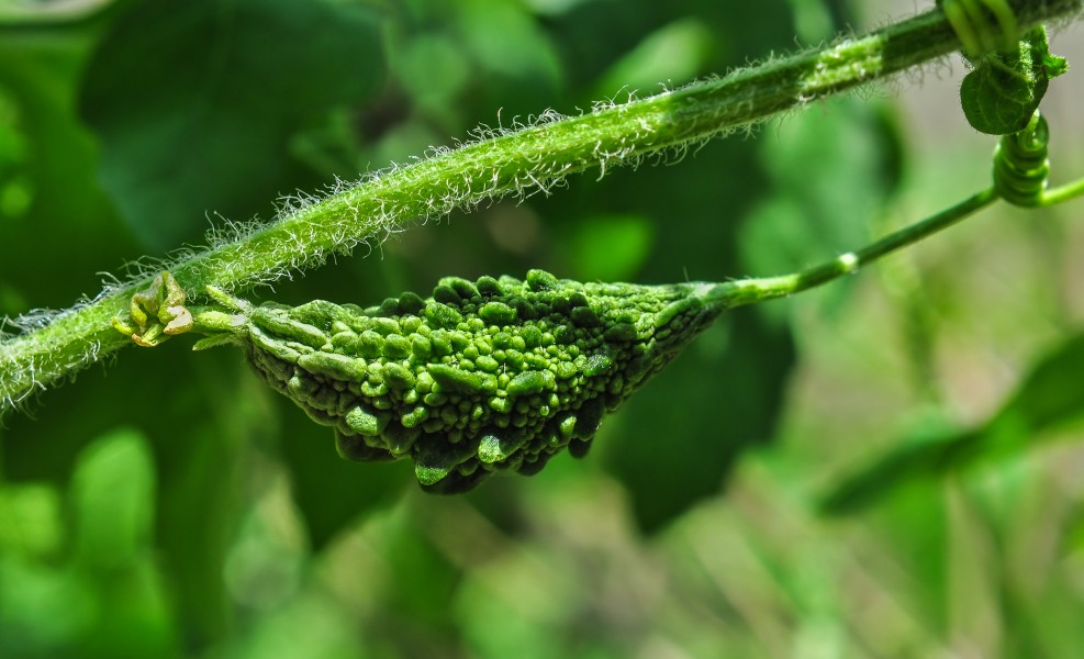 Momordica charantia 08052014