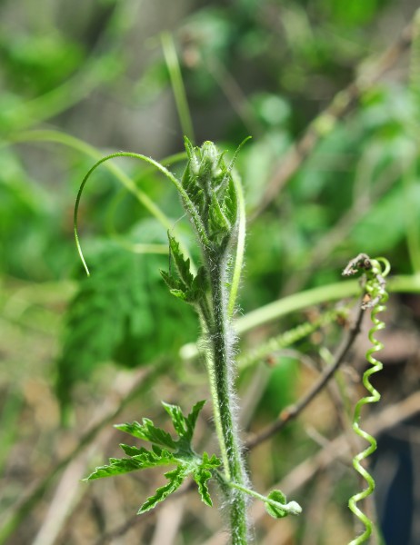 Momordica charantia 22042014 (1)