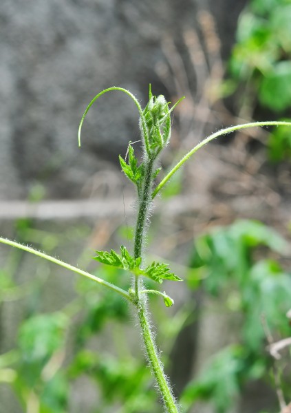 Momordica charantia 22042014 (3)