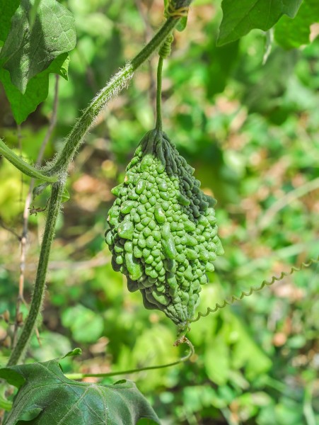 Momordica charantia 22052014