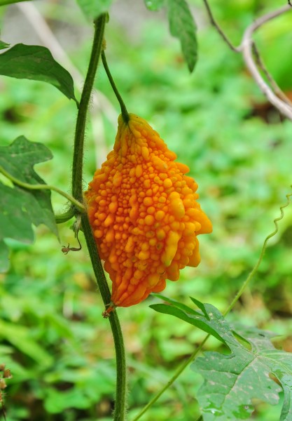 Momordica charantia 26052014