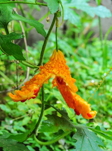 Momordica charantia 27052014