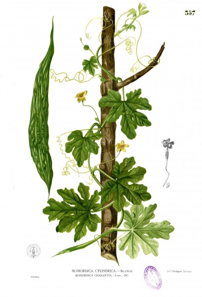 Momordica charantia Blanco2.357
