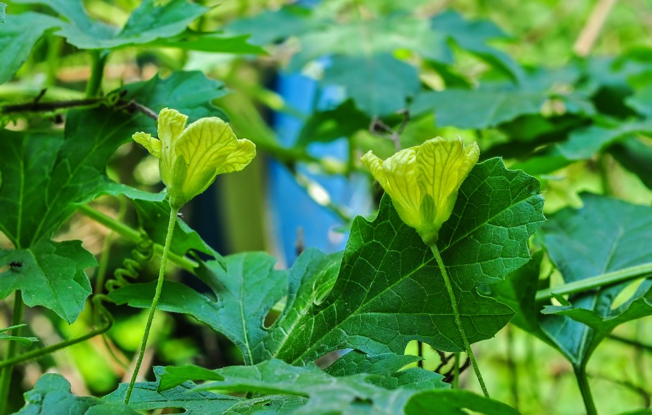Momordica charantia flower 28042014 (2)