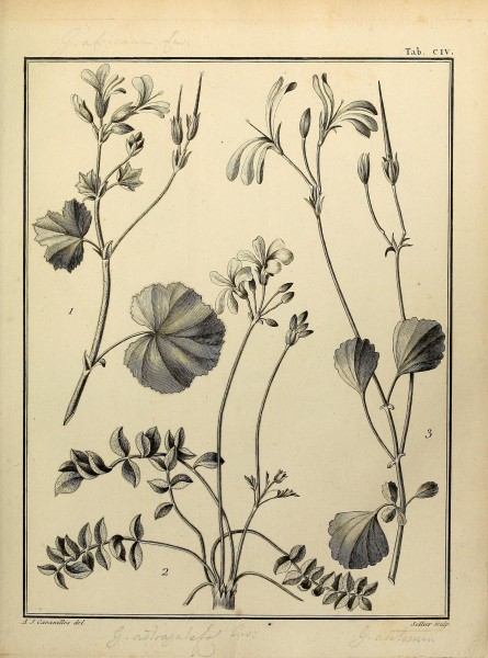 Monadelphiae classis dissertationes decem (Tab. CIV) (8188886116)